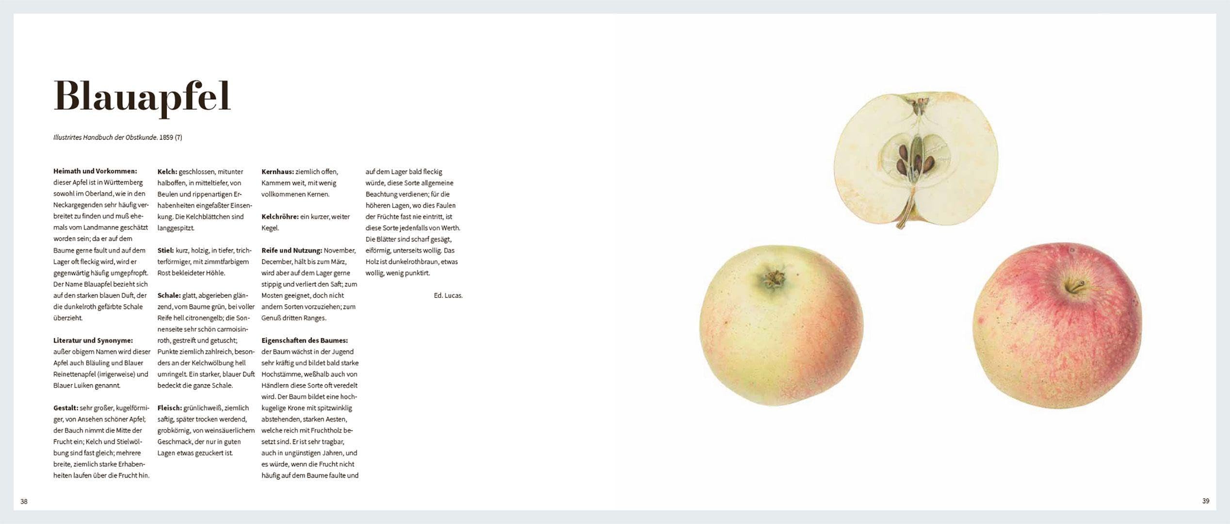 Von edlem, süßweinartigem Zuckergeschmacke: Historische Obstsorten in kunstvollen Illustrationen