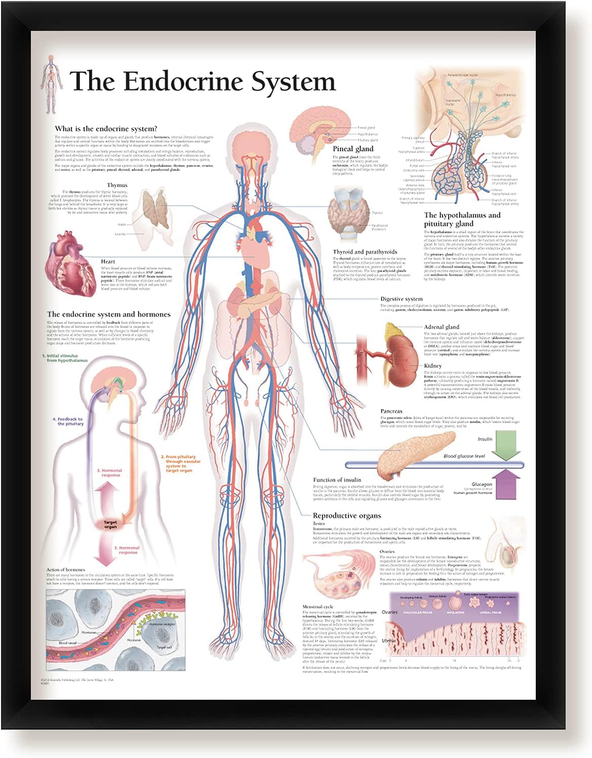 The Endocrine System Framed Medical Educational Informational Poster  Diagram Doctors Office School Classroom 22x28 Inches