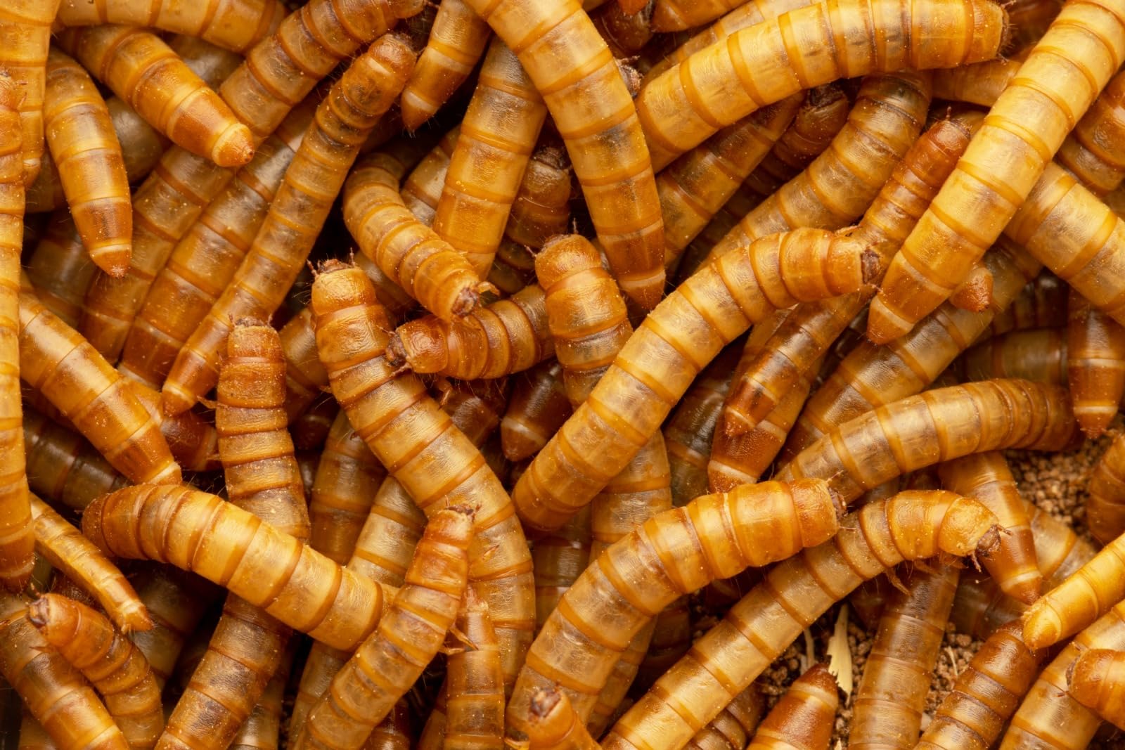 AntHouse Tenebrio Molitor – Ración Pequeña 150-200 Unidades – Gusanos de Harina Vivos para Hormigas y Mascotas – Alta Proteína Natural – Resistentes, Fáciles de Criar Caza - 3