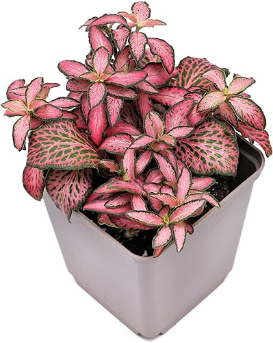 Pink Fittonia - Planta nerviosa  Plantas vivas en una maceta de cultivo de 3 pulgadas  Fittonia Albivenis  Follaje compacto y colorido de mosaico de