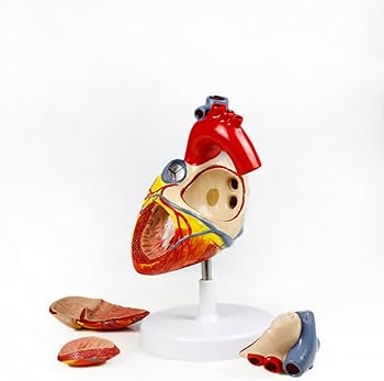 schéma complet du cœur étiqueté