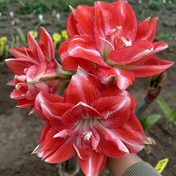 Amaryllis Plant Bulbs Mix,Perennials Amaryllis Belladonna Plant,Excellent Display Indoor Perennial Balcony Garden Bulbs-3bulbs-C