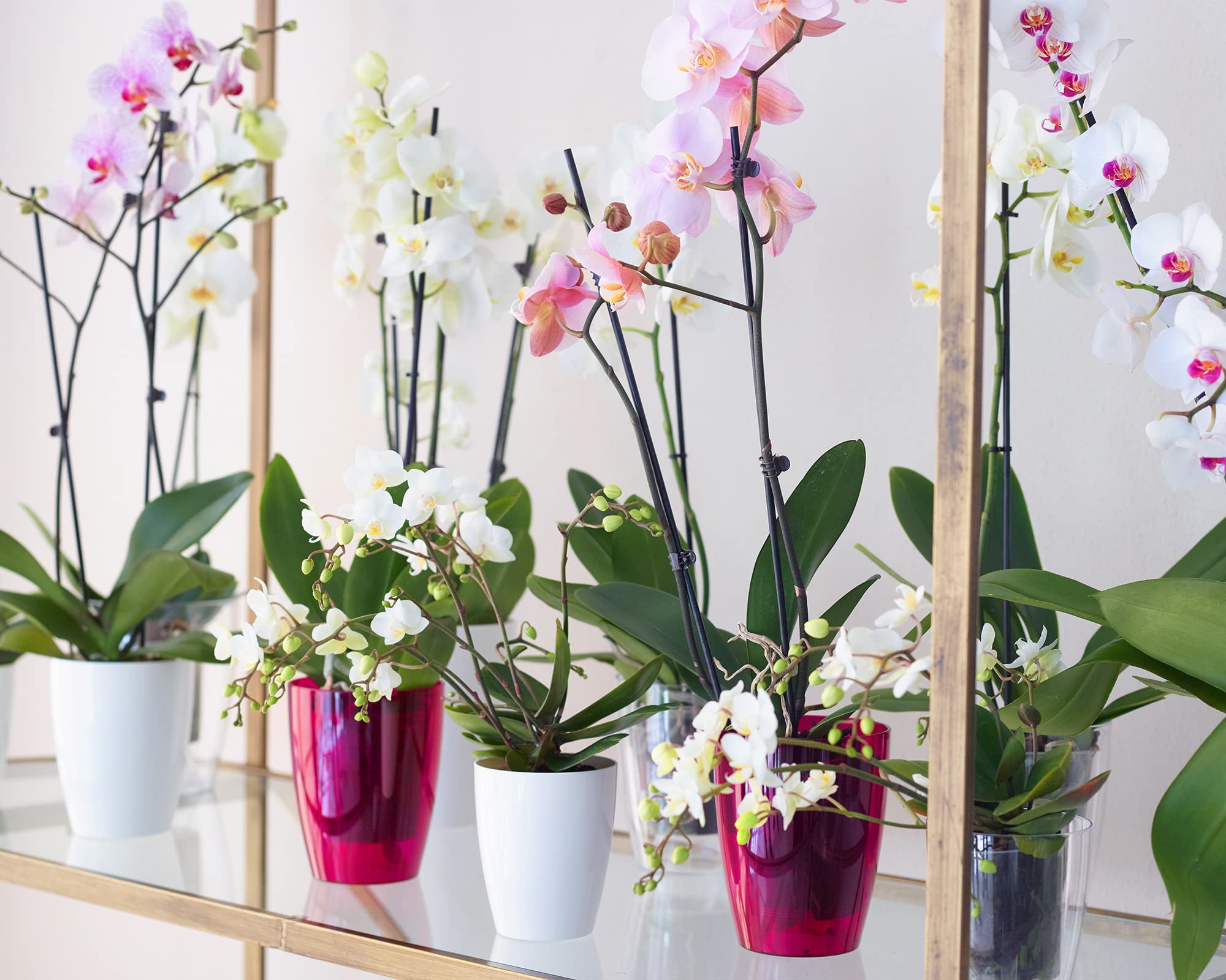 Vaso Per Orchidee Fiji - 12,5 Cm, Bianco - Con Fondo Rialzato Per Una Crescita Perfetta