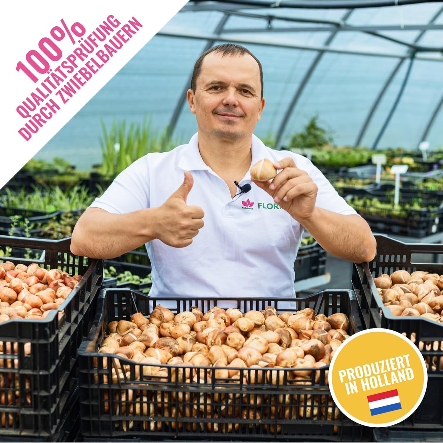 Botanische Crocus Budget (100 Zwiebeln) Blumenzwiebeln, Krokusse Zwiebel Mischung, 100 Exklusive Blumenzwiebeln, aus Holland, echte Winterhart e und mehrjährig Krokus Knollen