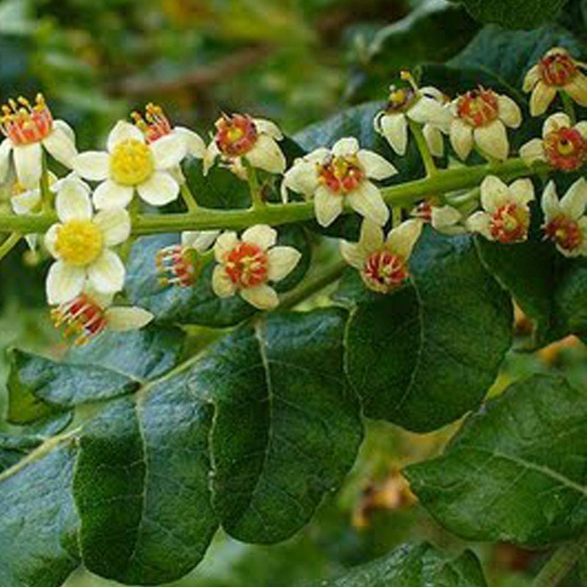 See full amazon price history chart for M-Tech Gardens Hybrid Rare Indian Frankincense Kunthirikkam Boswellia serrata 1 Spice Live Plant M-Tech Gardens Hybrid Rare Indian Frankincense Kunthirikkam Boswellia serrata 1 Spice Live Plant (B0BFKYZFFR) Amazon Price History, Amazon Price Tracker