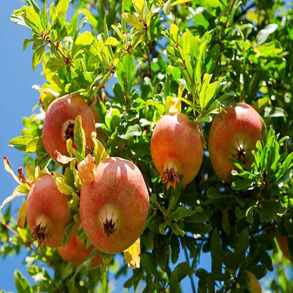 IXORA Pomegranate Anar Ganesh Variety Fruit (Air Layering/Grafted) Live Plants & Tree (1.5-3 Feet Size) (B09C7LWBX7) Amazon Price History, Amazon Price Tracker