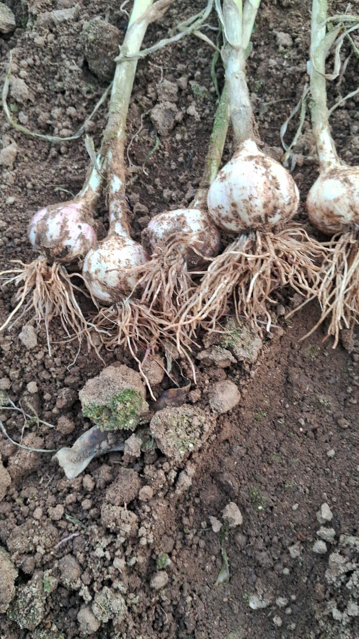 Kodaikanal Smoked Orginal Hill Garlic — Amazon image 3
