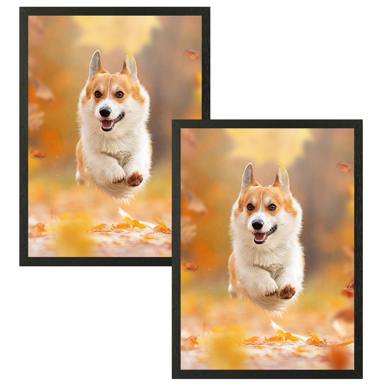 A3 Set of 2 Black Wood Picture Frame 11.7x16.5 Solid Wooden Photo Frame Natural Color Frames with Plexi-Glass for Wall Mounting or Tabletop Living Room Bedroom Home Decor