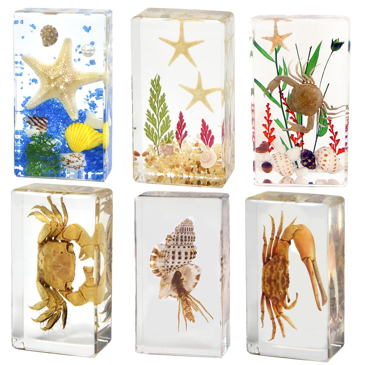 KSVMOAG 6 Large Size Marine in Resin Specimen, Marine Life Collection Paperweights Marine Specimen for Kids Marine Preserved in Resin for Scientific Education(marine specimens)