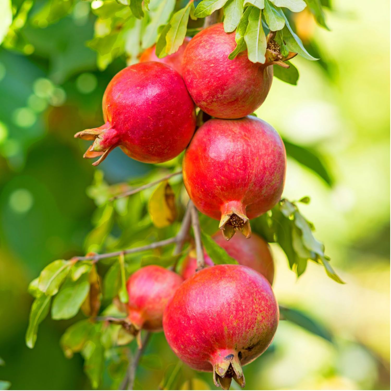 Kalfo Anar Fruit Plant Live Pomegranate Fruit Plant Punica Granatum Plant Pomegranate Grafted Hybrid Fruit Plant with Pot (B0CYHD5XPZ) Amazon Price History, Amazon Price Tracker