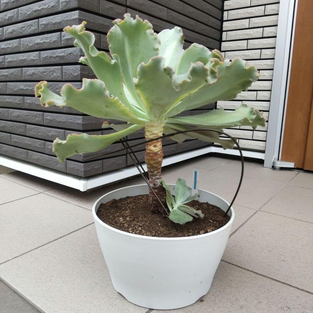 Amazon.co.jp: 特大 多肉植物 エケベリア 高砂の翁 10号鉢 : おもちゃ