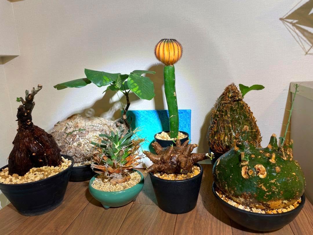 サボテン科大事典 :266属とその種の解説 伊藤芳夫 1988 サボテン科大