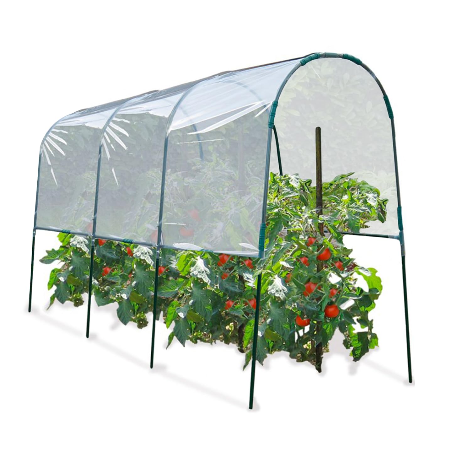 Serre à tomates 4 M contre la pluie pour éviter le dépérissement des plants