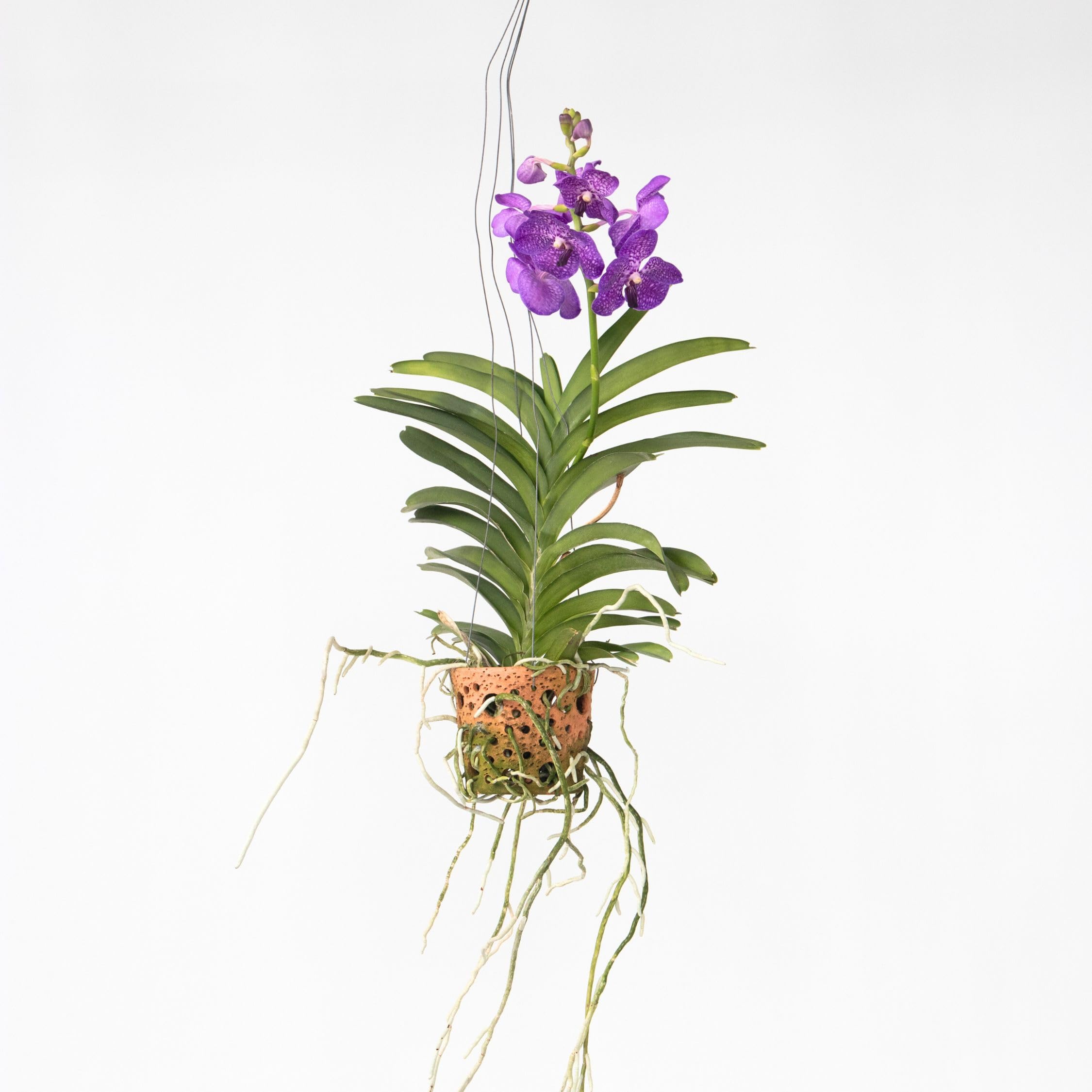 Plant in a Box - Vanda 'Botanica' en pot suspendu en terre cuite - Orchidée - Bleu - ⌀12cm - Hauteur 50cm