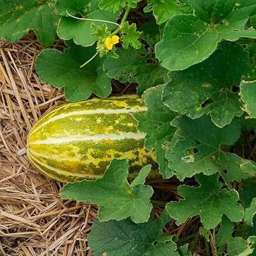 150 Seeds  Semillas de melón de almizcle tailandés  Sweet Vietnam Dua Gang, Dua Bo para plantar almizcle melón tailandés largo  Muskmelon Vietnam