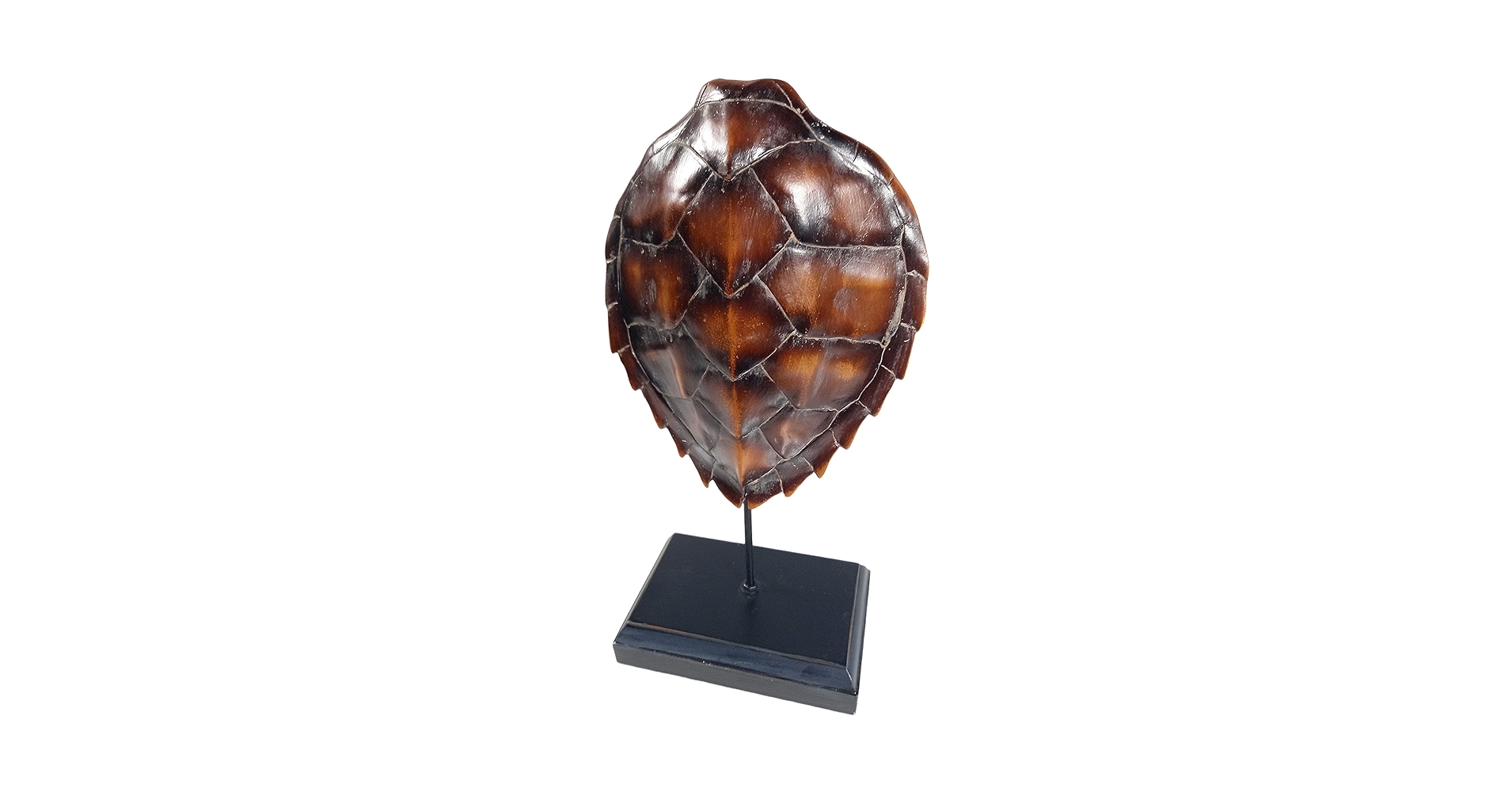 Calma Store 38灯 鼈甲柄 Skelton Tortoise Calma Store 38灯