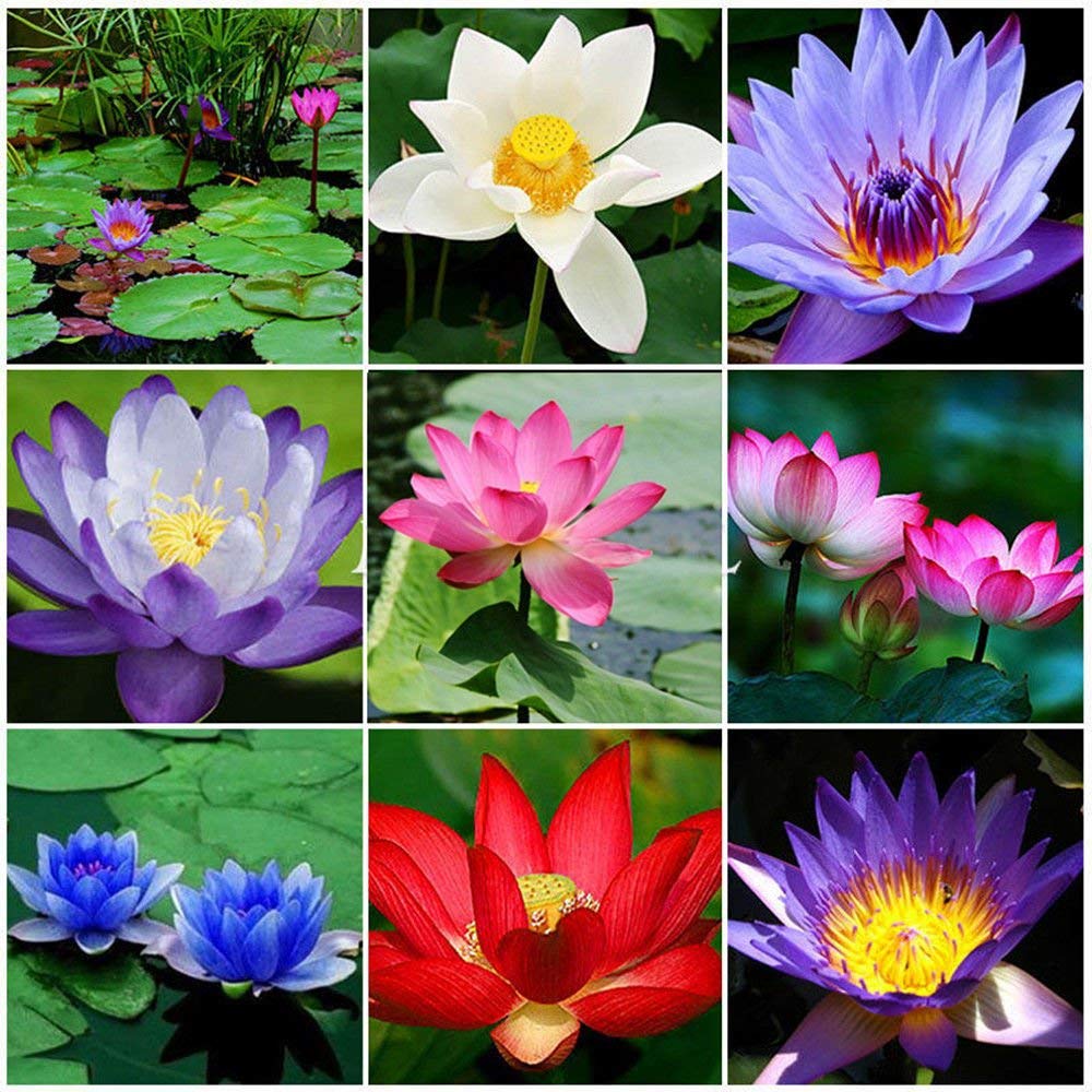 Florona Rare bowl lotus seed hydroponic water pond plants aquatic plants flower mixed color 15 seeds (B07RXSNB7Q) Amazon Price History, Amazon Price Tracker