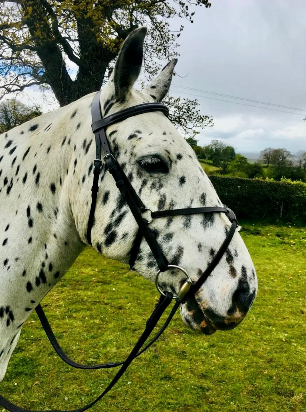 Complete Mexican Grackle Bridle & Rubber Grip Reins - Pony/Cob/Full Cob / Brown