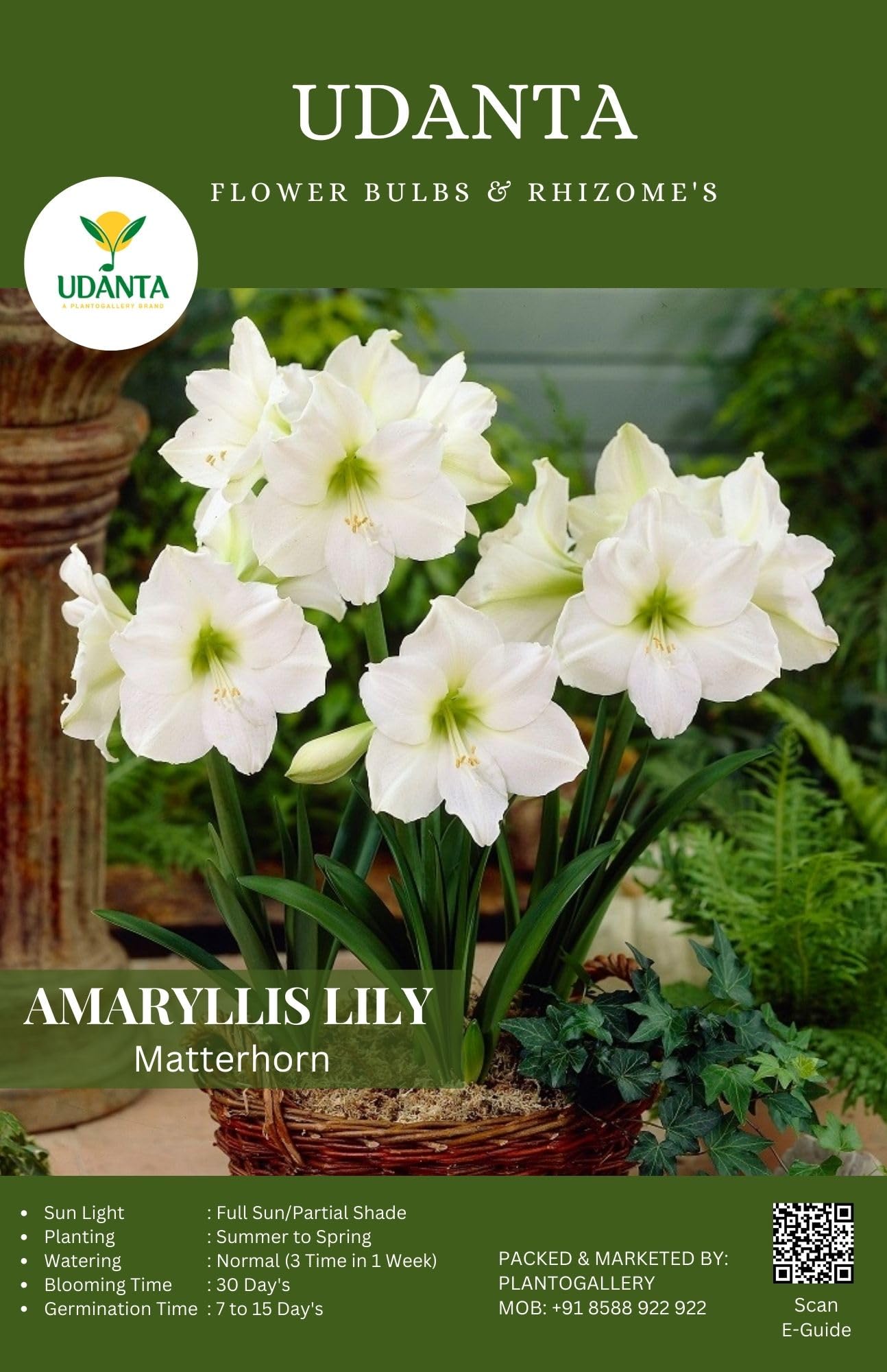 Udanta Flower Bulbs – Amaryllis Lily Matterhorn Variety Imported Bulbs Big Size Ready to Grow In Your Home Garden – Qty 1pcs