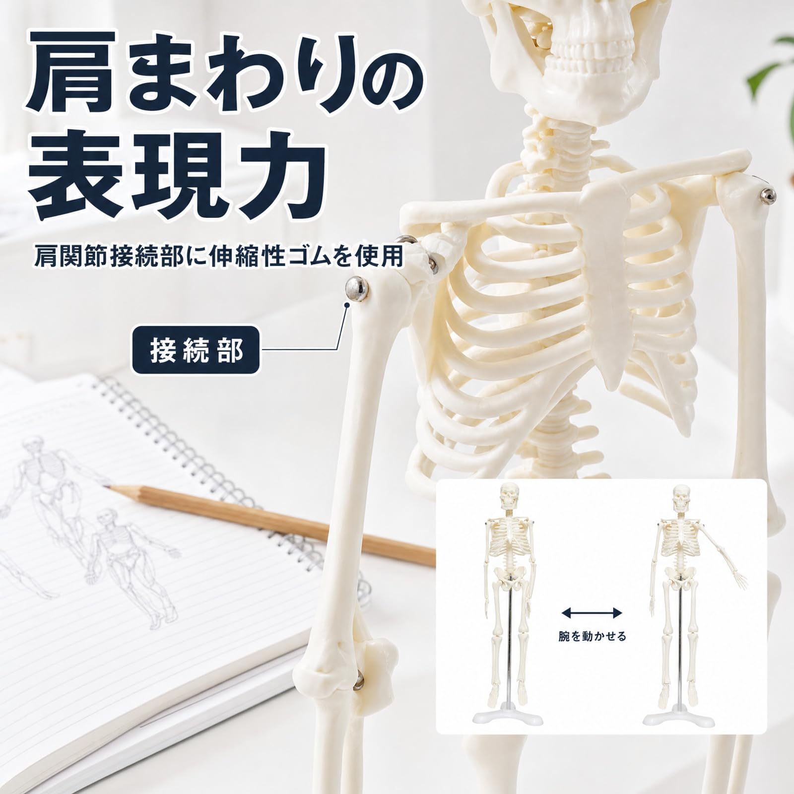 Amazon.co.jp: モノライフ 人体骨格模型 可動 ミニ 1/4 人体模型 全身