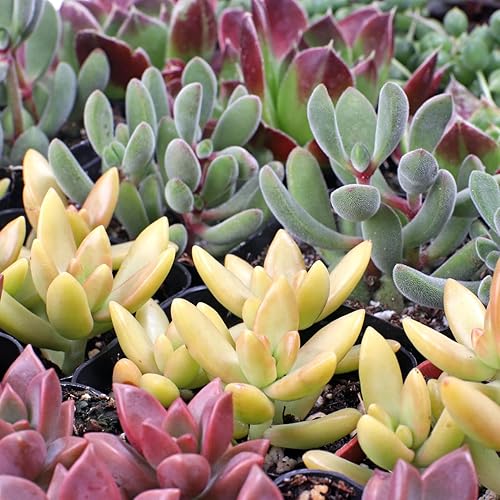 Miniatura 5 de Mountain Crest Gardens Paquete a granel de suculentas surtidas, 100 plantas vivas en macetas de 2 pulgadas, suculentas reales para interiores y