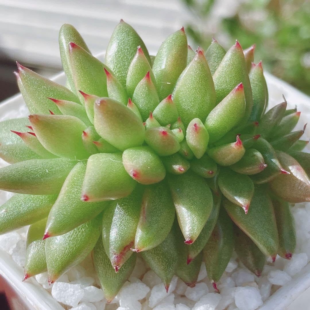 Amazon.co.jp: アガボイデス マリア 綴化 多肉植物 韓国苗 カット 