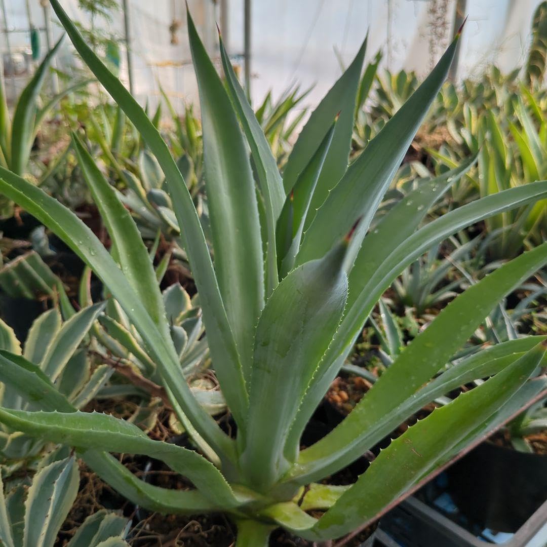 耐寒性アロエ渦巻きポリフィラ大苗◇ドライガーデン多肉サボテン 耐寒性アロエ渦巻きポリフィラ大苗◇ドライガーデン多肉サボテン