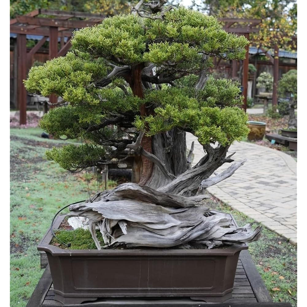 盆栽 Japanese bonsai Amazon.com : Japanese Red Maple Bonsai Tree Seeds | 30+