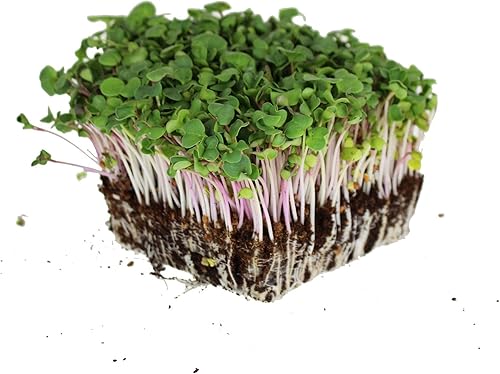 Miniatura 5 de Triton - Semillas de rábano morado  Paquete de 0.14 oz  300 semillas  brotes morados, rojos y verdes sin OMG, brotes y rábanos microverdes