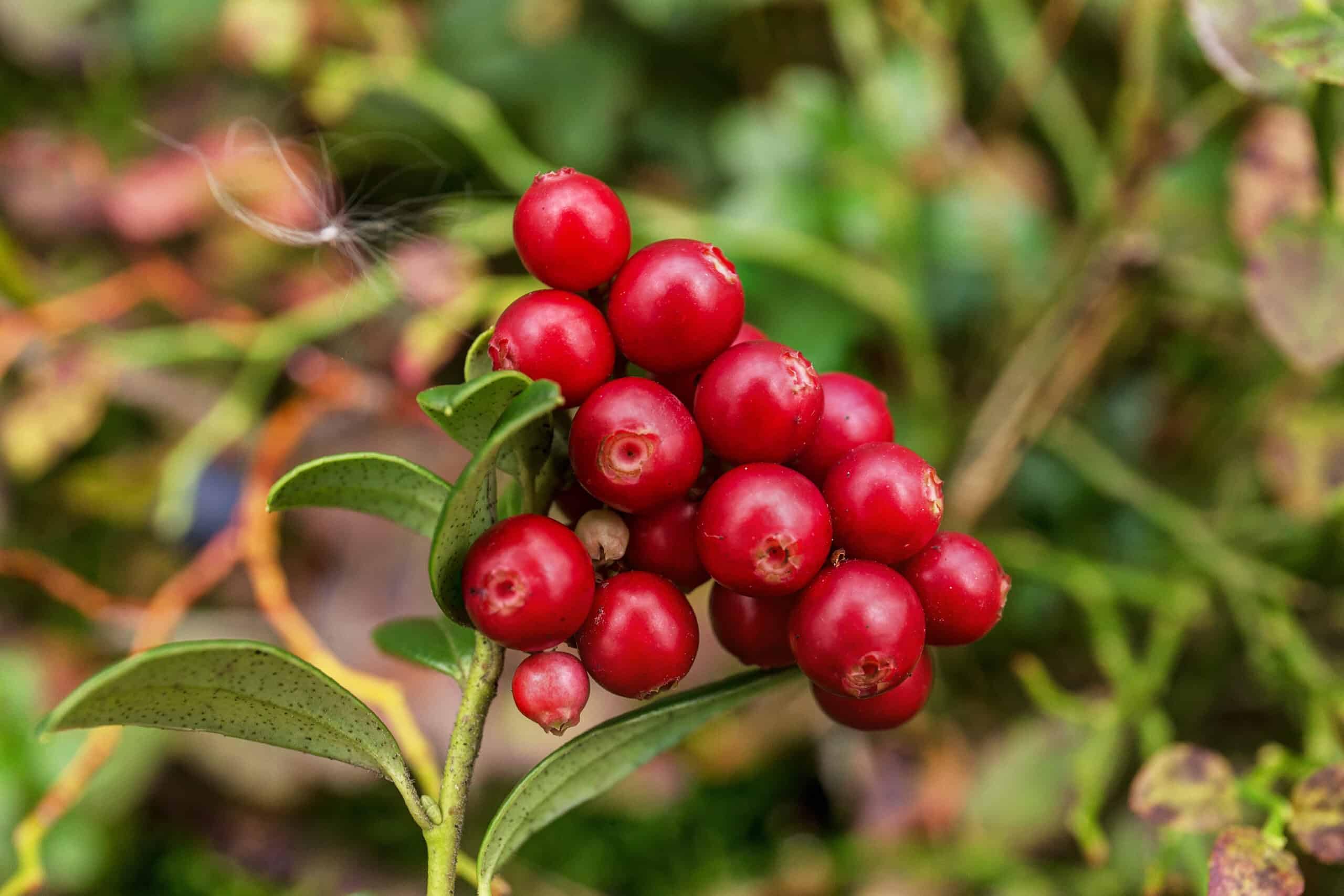 Seeds Ville- 35 Seeds- Cranberry Fruit Organic Seeds For Plantinh HOME GARDEN (B0CKGMBTGR) Amazon Price History, Amazon Price Tracker