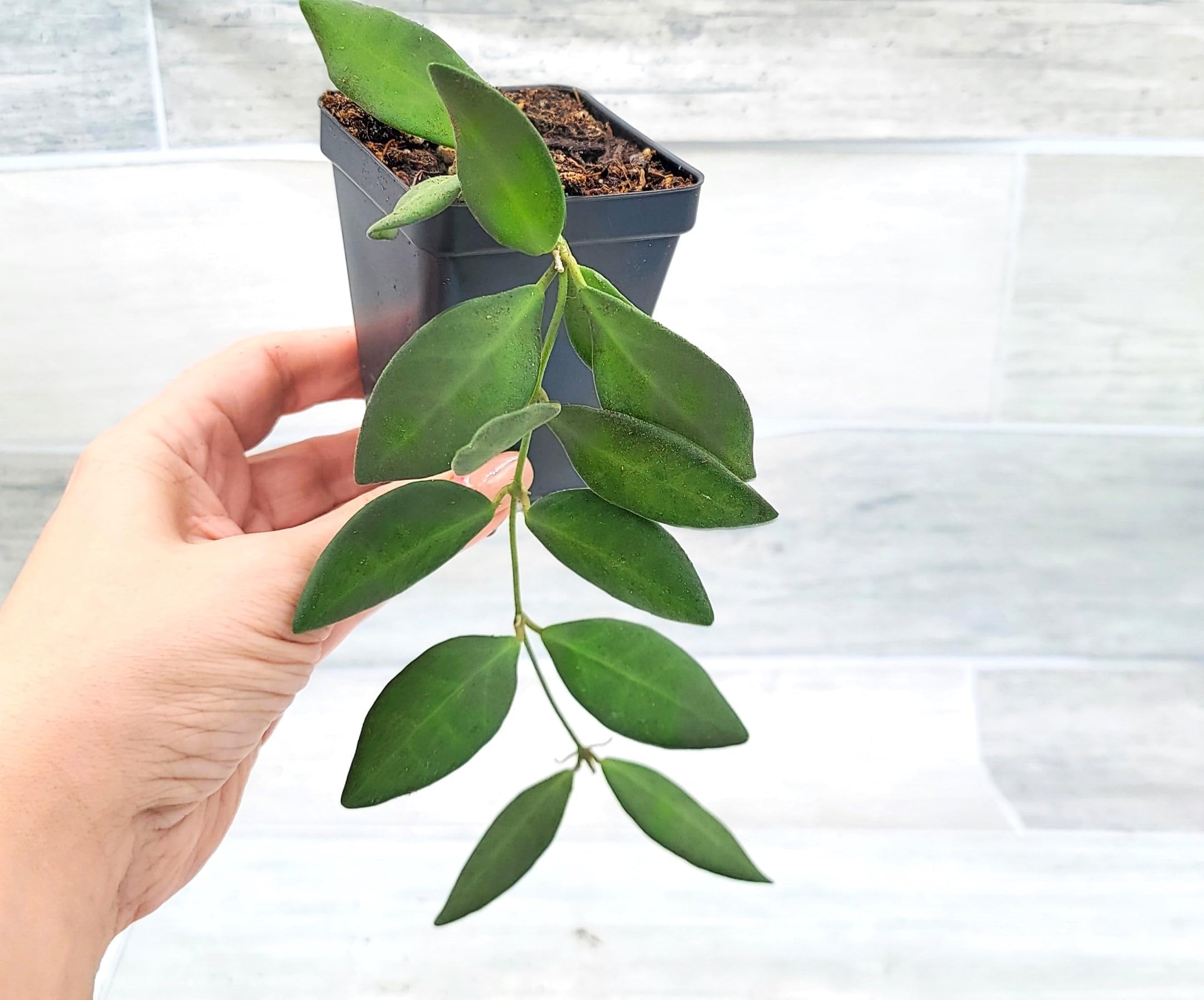 Hoya Burtoniae Wayetiix Tsangii Live Rare Exotic Tropical Indoor Houseplants in 3-Inch Pot, Easy to Grow Live Indoor Plants, Perfect Housewarming Gift for Home or Office by 3exoticgreen