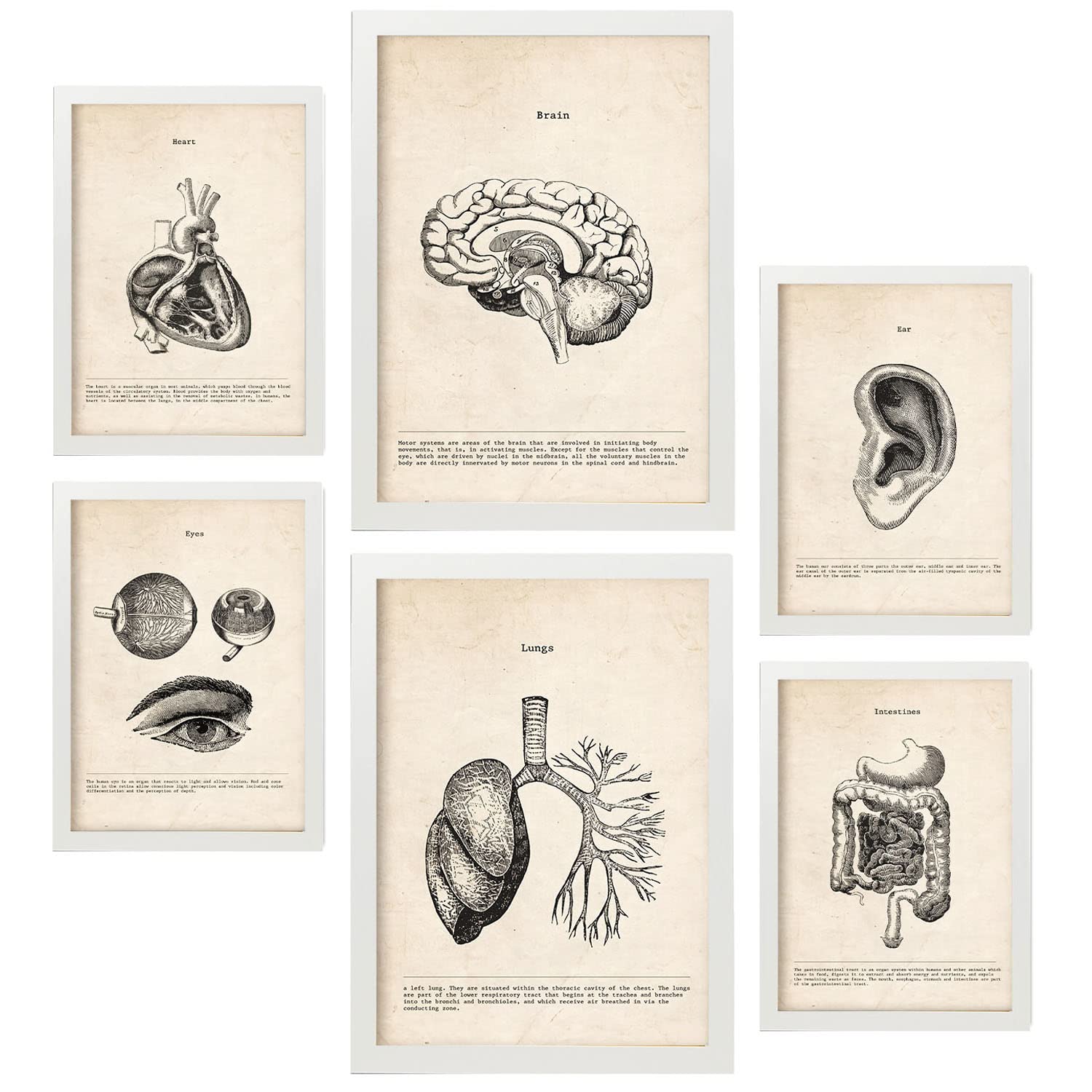Nacnic Organs Posters. Medical Vintage Style Illustrations of Anatomy, Body Parts, Bones and Muscles. Aesthetic Illustrations for Interior Design and Decoration. A4 & A3 White Frames.