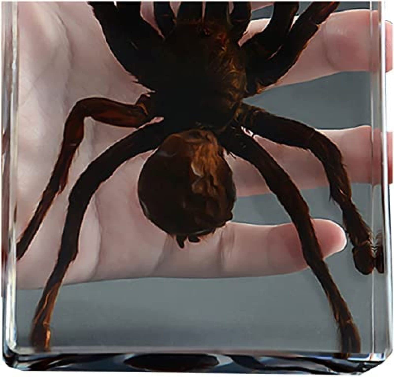 Amazon.co.jp: タランチュラ標本、本物の昆虫クモ標本、剥製樹脂デスク