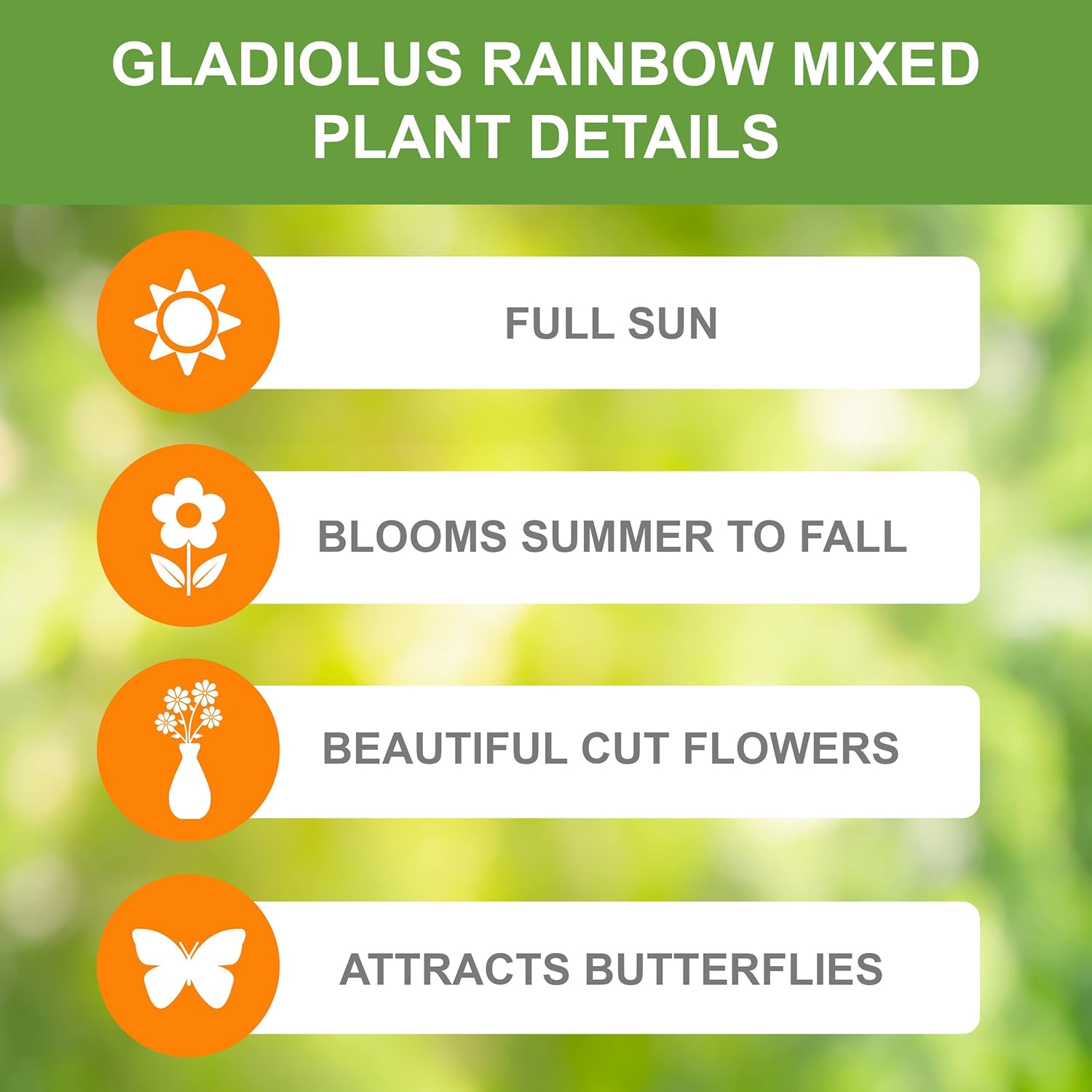 Garden State Bulb Rainbow Mix Gladiolus Flower Bulbs for Planting, 10/12cm, Spring (Bag of 75)