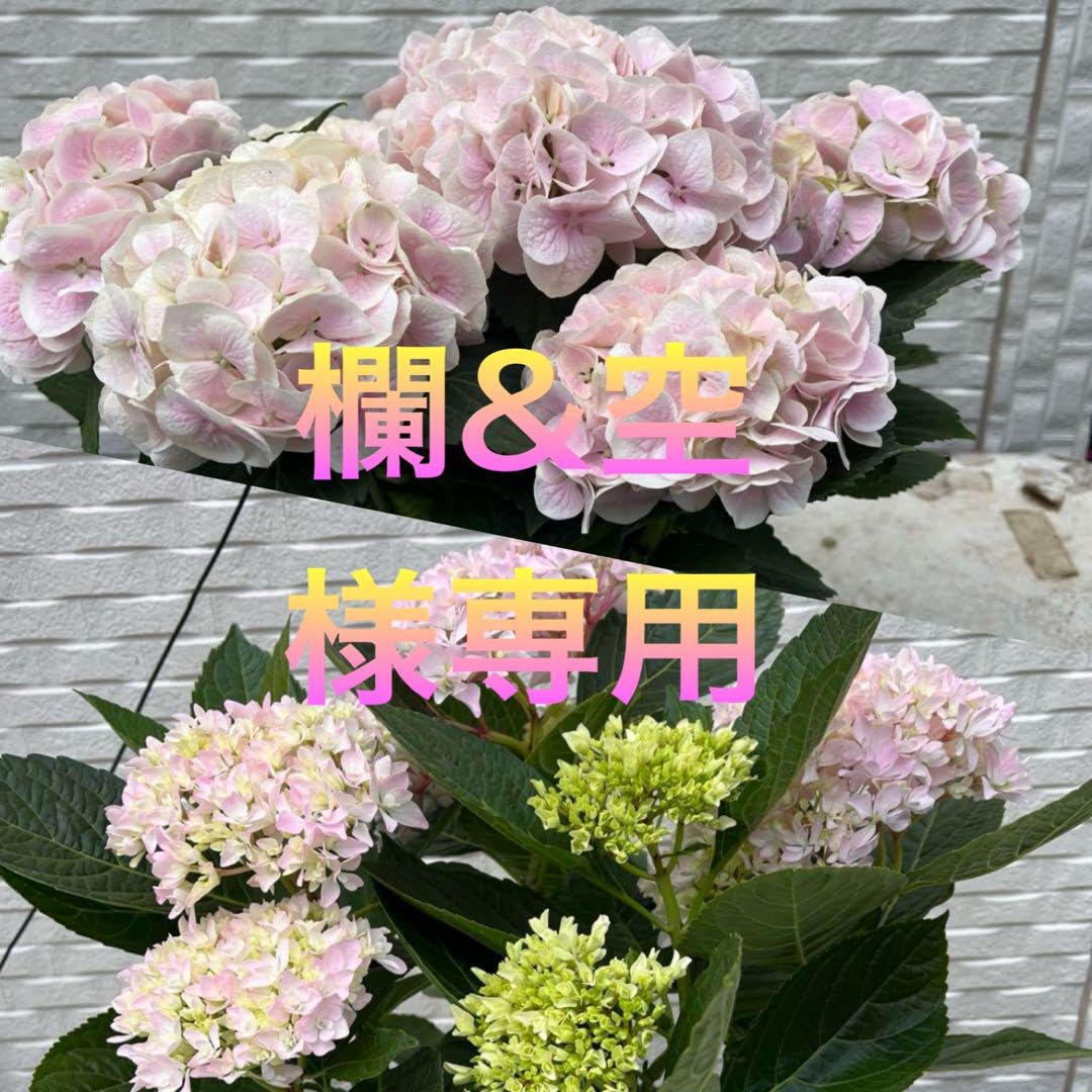 いちご　新品種　紫陽花　アジサイ　レトロパープル　6号　　 4月29日発送 いちご様専用 新品種 紫陽花 アジサイ レトロパープル 6号 4月29