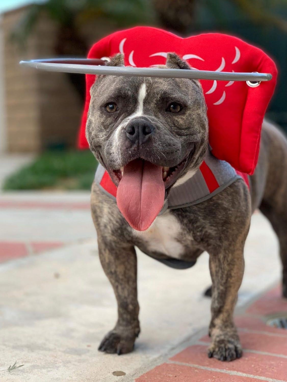 Muffin’s Halo® – The Original Blind Dog Halo | Harness & Bumper Collar Accessory for Safe Navigation & Confidence – Red, Size 6