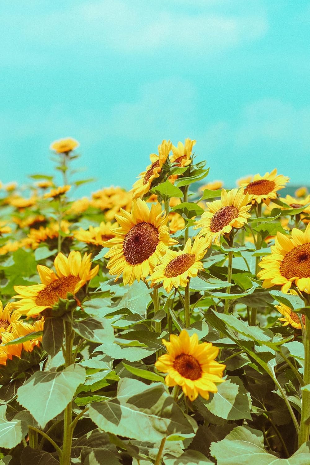 Giant Sunflower Seeds - Big Yellow Blooms -4 Giant Sunflower Seeds - Big Yellow Blooms -4
