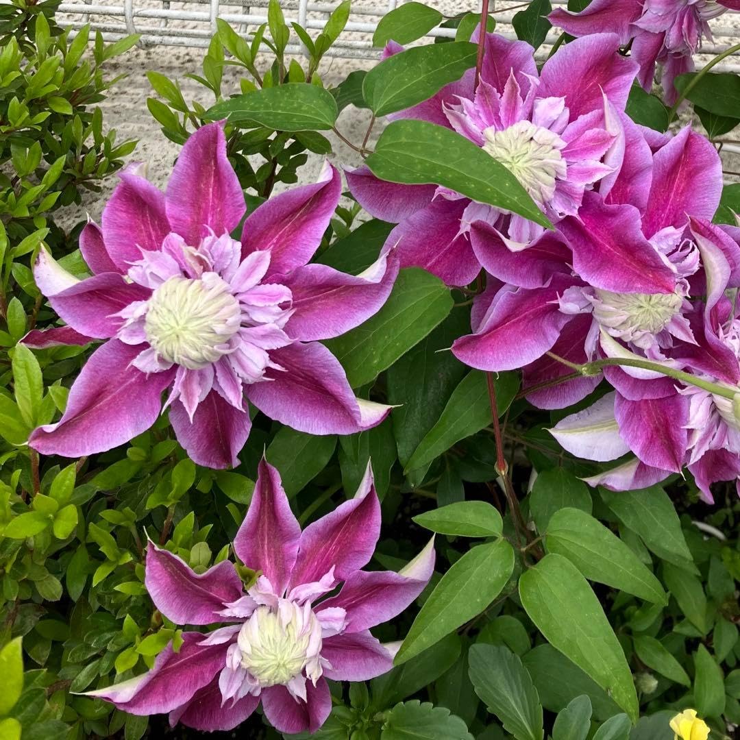 Amazon｜クレマチス ジョセフィーヌ｜観葉植物 オンライン通販