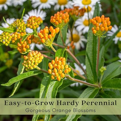 Miniatura 5 de Clovers Garden Asclepias Tuberosa (algodoncillo mariposa) - Dos (2) plantas vivas - Sin OMG - Sin semillas - Cada una de 4 a 8 pulgadas de alto