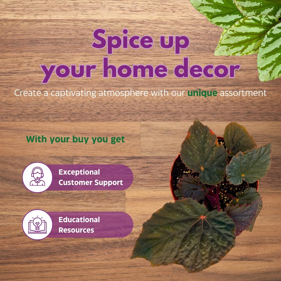 Begonia Taconite 4 inch Bright Blue Irridescent