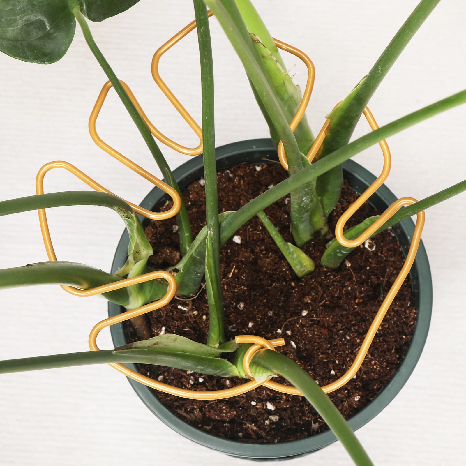 Monstera Lot de 6 supports de tige pour plantes d'intérieur, design unique pour plantes grimpantes, ensemble de pinces en bambou en coquillage de tortue, support parfait pour une croissance