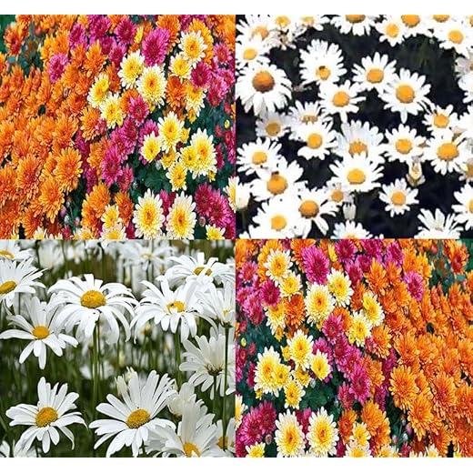 Chrysanthemum Species Mixed Flower Seeds