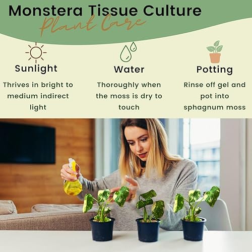 Miniatura 4 de Thai Constellation Monstera - Cultivo de tejido de planta viva - Mini planta Monstera - Planta de interior rara Monstera Constelación tailandesa