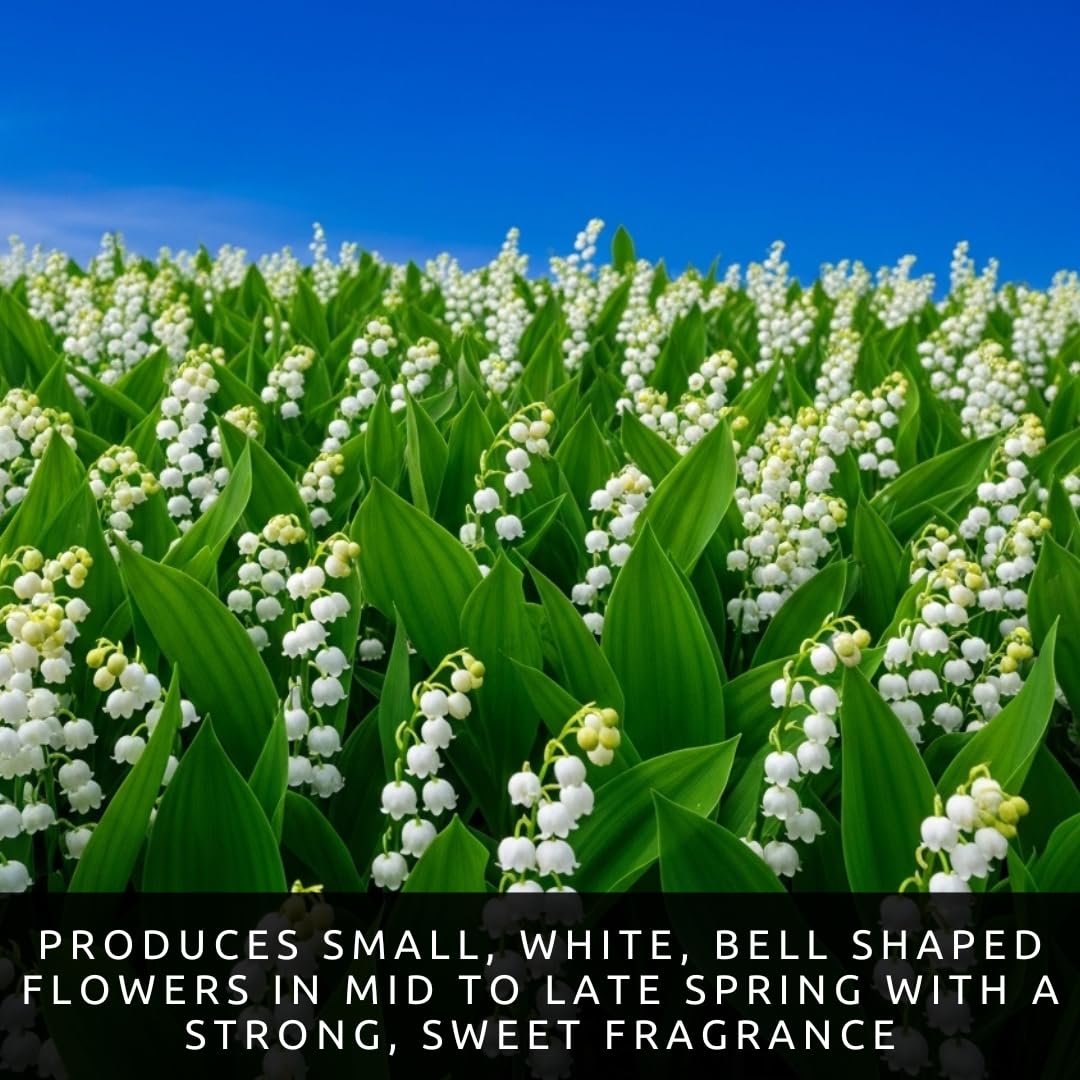 Amazon.com : 10 Lily of The Valley Bulbs for Planting - Stunning