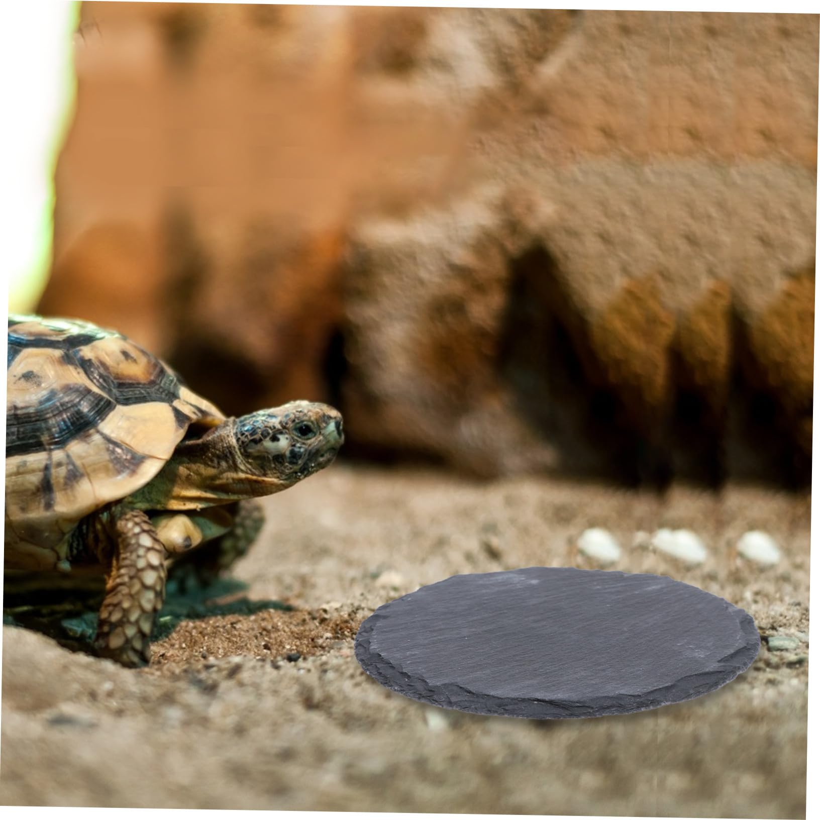 Pierre Plate pour Tortue et Reptile Plateforme Naturelle pour Bain de Soleil Mangeoire Décorative pour Lézard Gecko Serpent Accessoire Terrarium