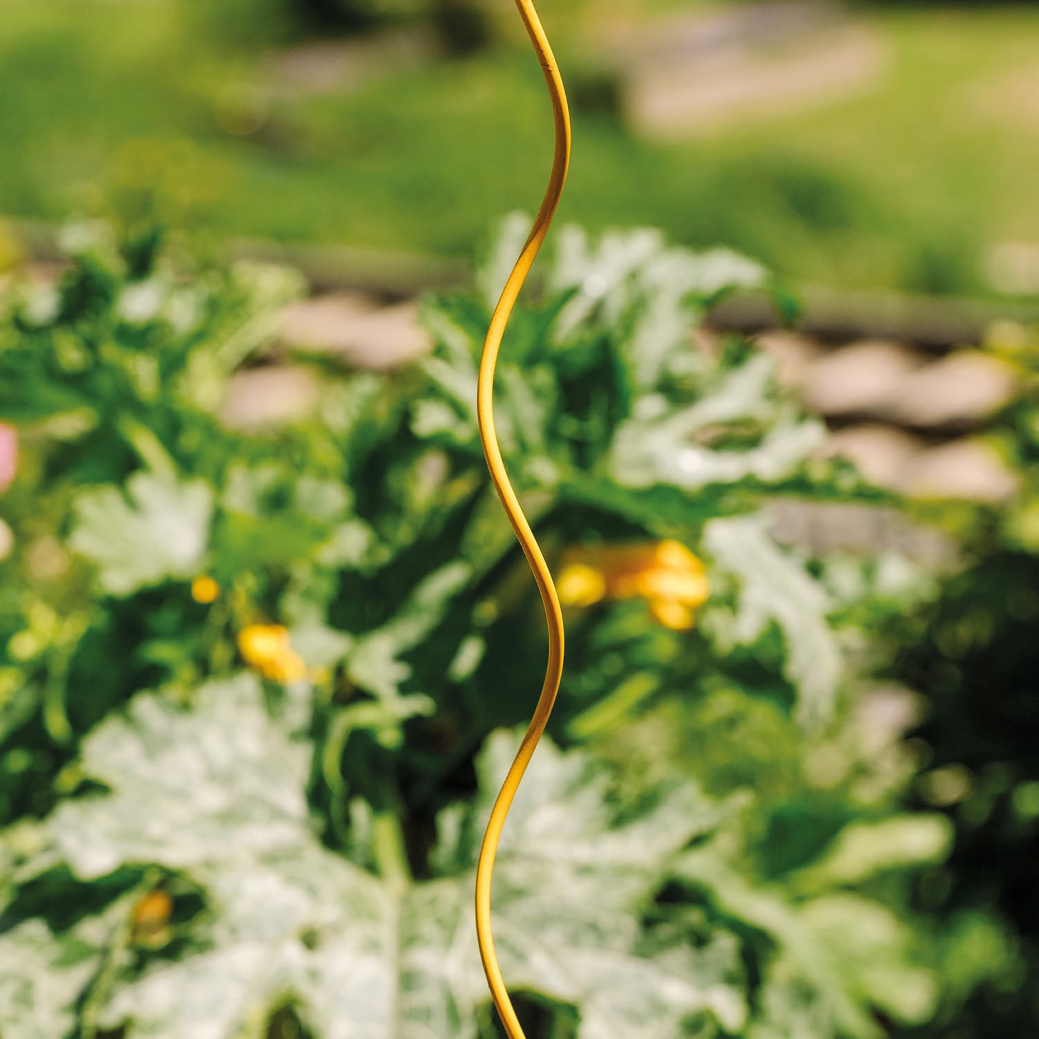 bellissa 10 spirali di pomodoro di alta qualità – aste di pomodoro e barre a spirale per il viticcio in giardino Colorata Miele 110 cm Ø 5 mm