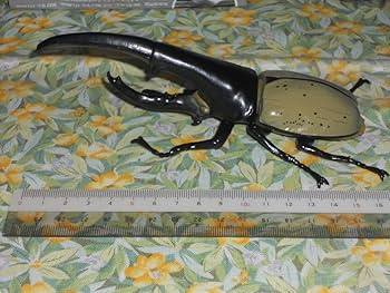 Amazon.co.jp: 1/1 ヘラクレスオオカブト 全3種set 特大約175mm