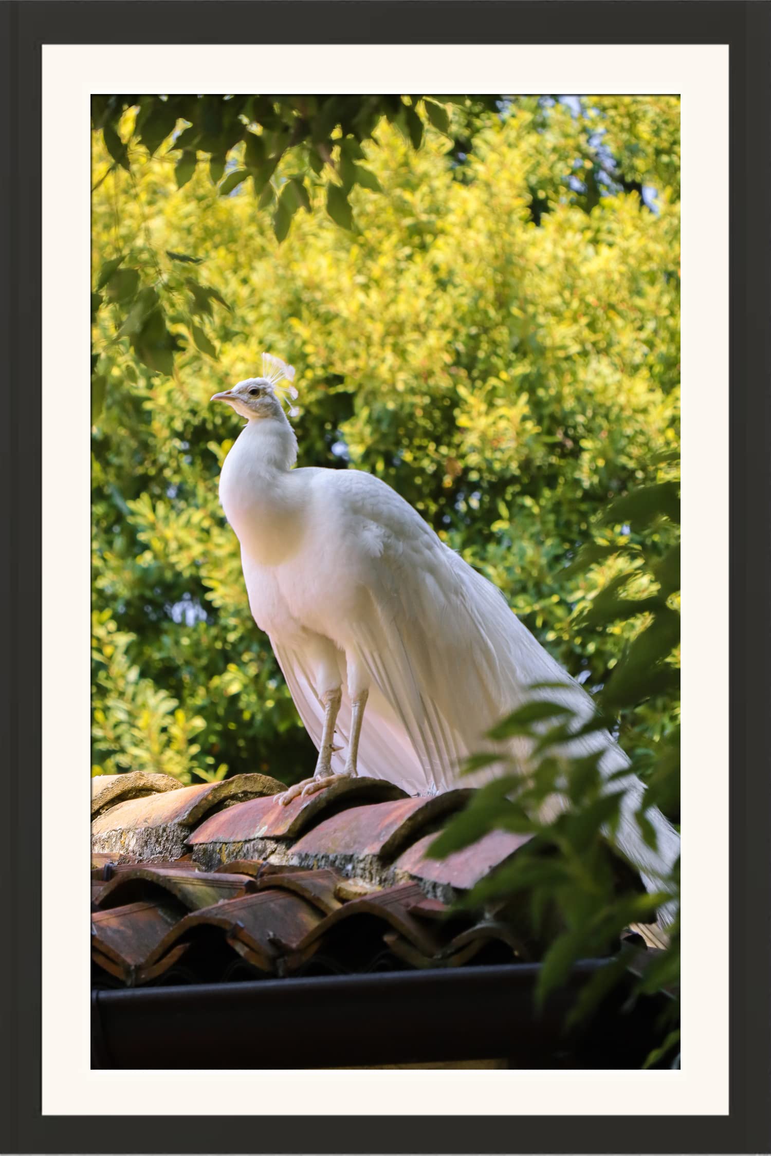 STUDIO AVINASH White Peacock in Nature Wall Hanging Framed Photo Without Glass For Home Decor, Office, Living Drawing and Bed Rooms (13 X 18 Inch)