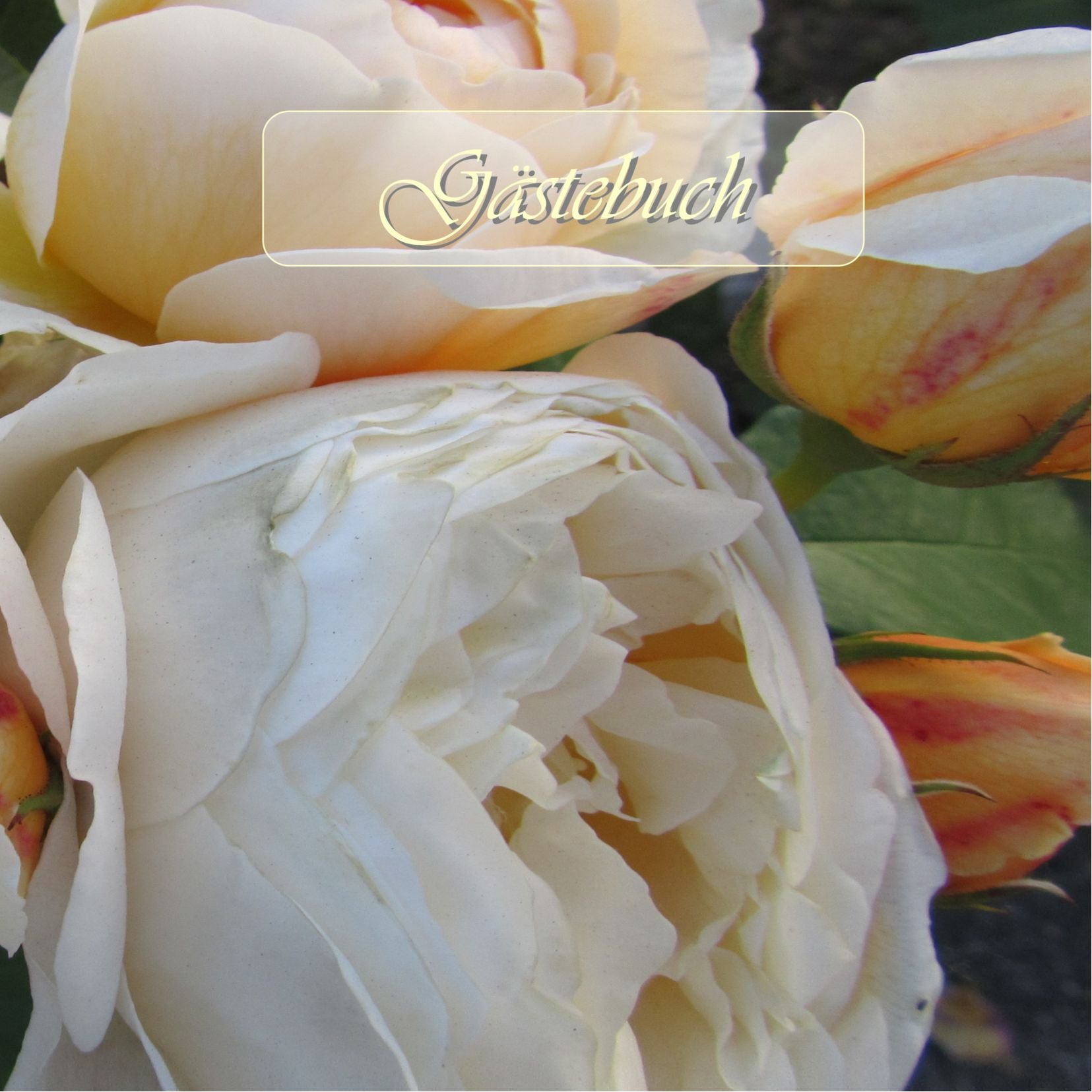 Gästebuch - Rosen: Guestbook - Roses
