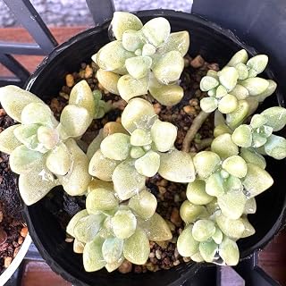 ぽこぽこ?どんどん増える姫秀麗 抜き苗 多肉植物 セダム